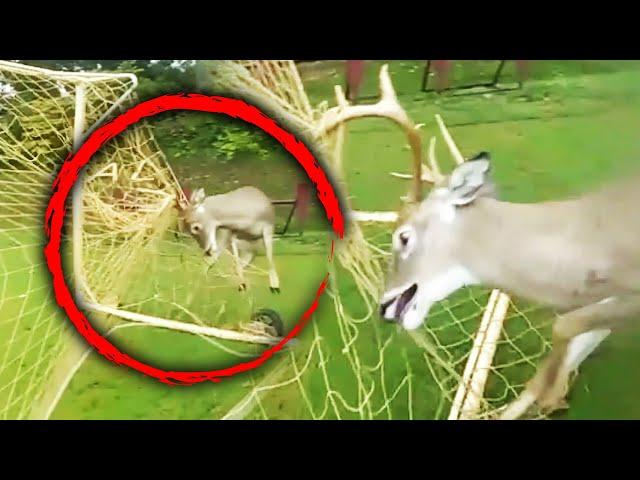 Maryland Police Rescue Deer From Soccer Net