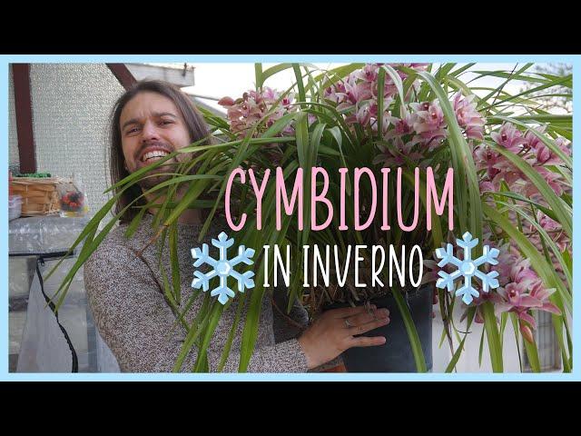 Come coltivare i Cymbidium in INVERNO️