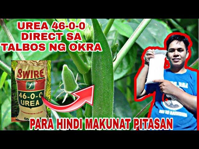 UREA DIRECT SA TALBOS NG OKRA,PAANO MAG APPLY??