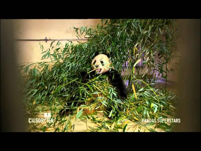 Pandas geants superstars - C'est pas sorcier