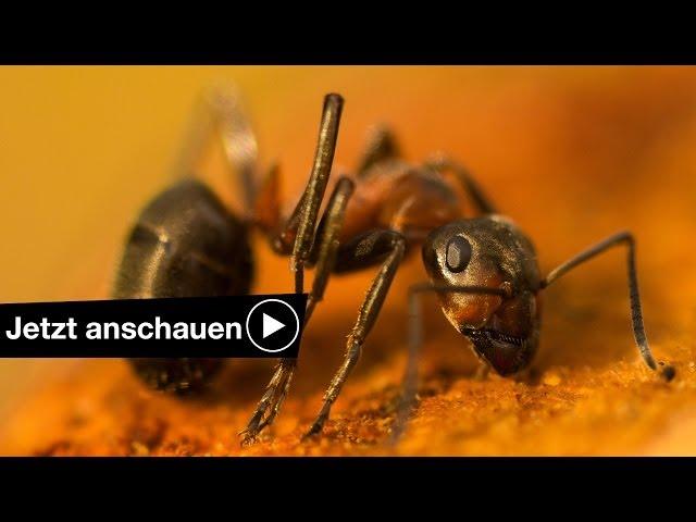 ZWISCHENRINGE FÜR MAKRO FOTOGRAFIE