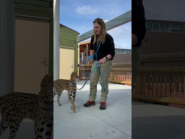 Keeper Corner: African Serval Cat