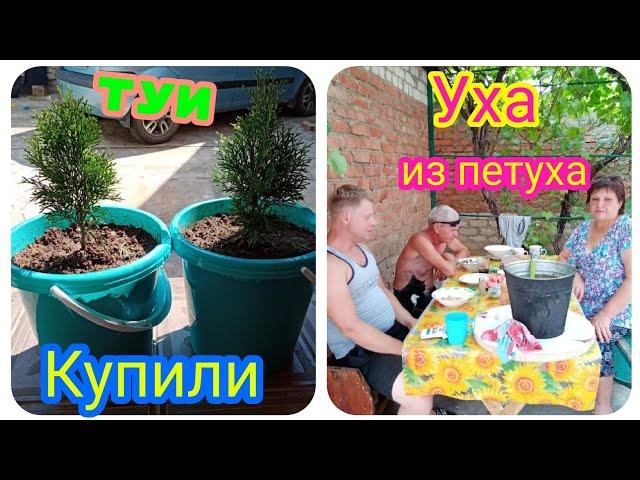 Переезд на юг из Сибири/купили тую