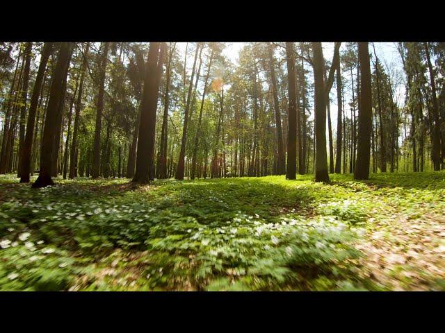 FPV CINEMATIC SERIES. SPRING MORNING AROUND SILVER STREAM.