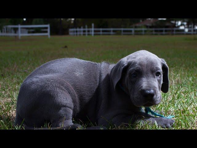 The Common Health Issues of Great Danes