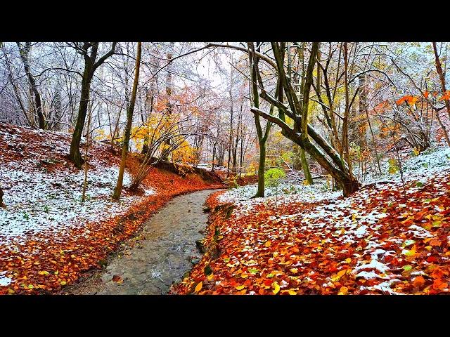 Beautiful Relaxing Sounds for Stress Relief || The sound of a stream in the forest