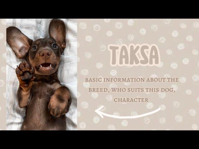 about the taksa breed |о породе такса| кому подходит, характер, окрас