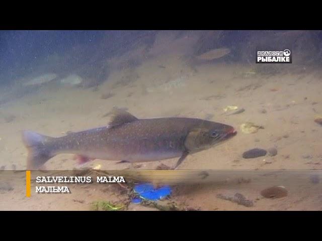 КУНДЖА И МАЛЬМА. О чём молчат рыбы 101Salvelinus leucomaenis Salvelinus malma