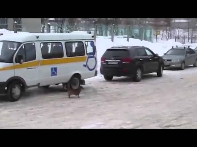 Siberian Hachiko Masha , Dog allowed permanent residence