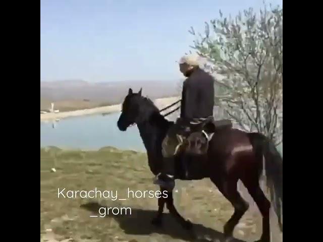 karachay HORSES #HORSES