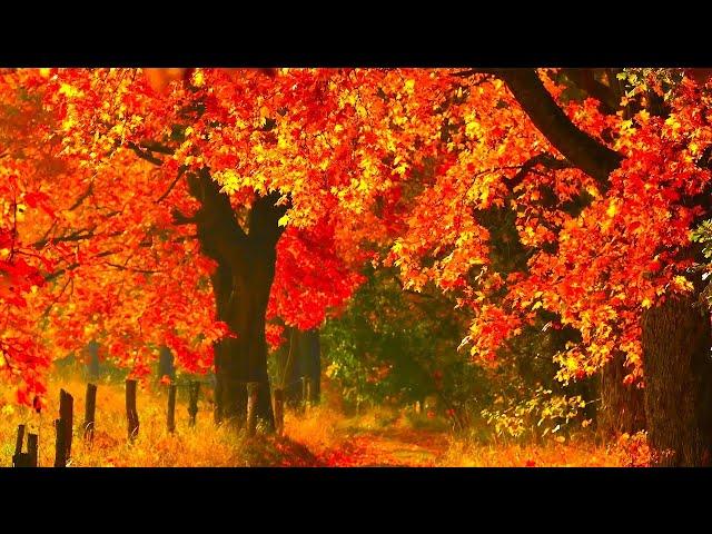 Autumn Fall Scenery,  Peaceful Hymn piano Music, "Golden Autumn Morning Sunrise" by Tim Janis