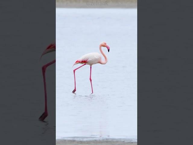 Flamingoh