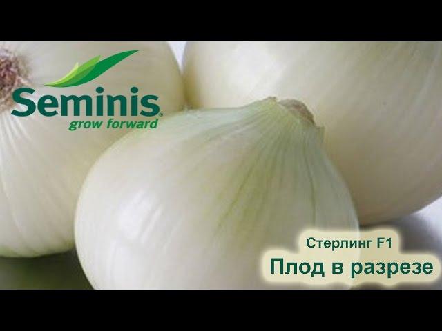 Стерлінг F1 цибуля (Seminis) Плід у розрізі