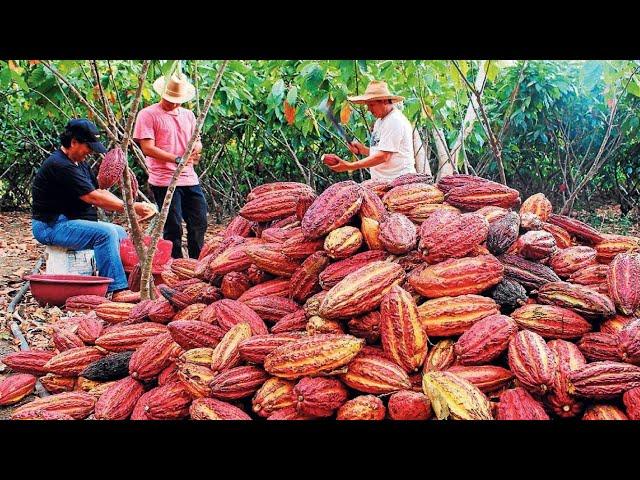 Cocoa Fruit Harvesting - Cocoa bean Processing - Cocoa Processing To Make Chocolate in Factory