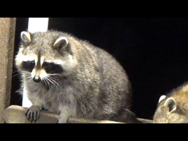 18 Raccoons at the Diner