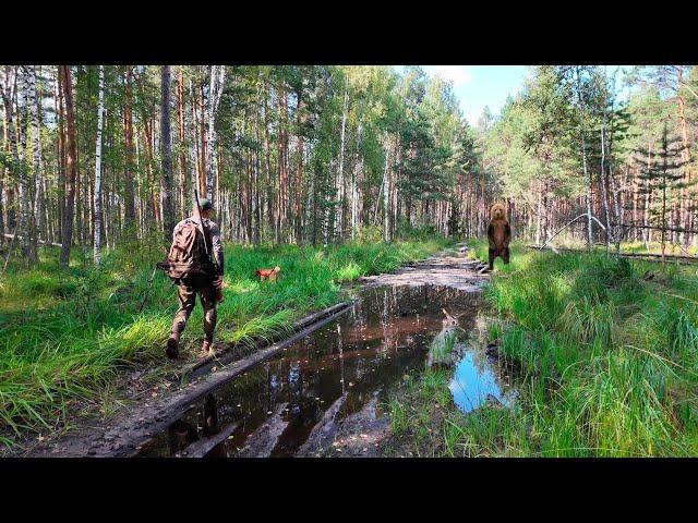 ПОХОД С СОБАКОЙ. ВСТРЕЧА С МЕДВЕДЕМ. НОЧЛЕГ У ОЗЕРА