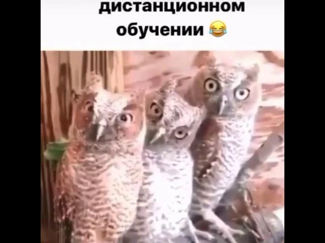 Приколы-дистанционное обучение