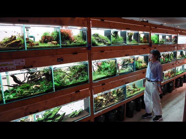 The Most INCREDIBLE PLANTED AQUARIUM FISH STORE TOUR in Japan!
