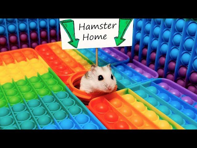  Hamster Escapes the Pop It Maze for Pets in real life 