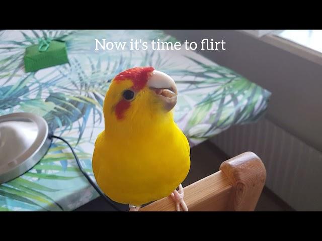 Happy male Kakariki dancing and singing