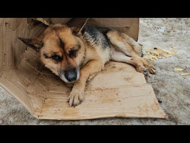 Спасение собаки с непростой жизненной историей...Спасение Малышки Даны, которую нашли на обочине