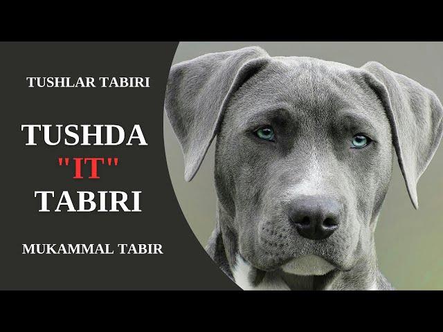 TUSHDA IT TABIRI | TUSHDA (KO'PPAK, KUCHUK) ITNI KO'RISH NIMAGA TABIR BO'LADI?