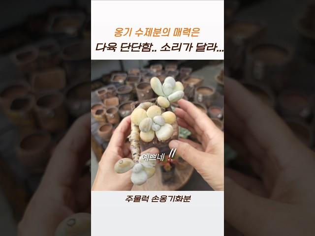 다육은  손옹기화분 #succulent #다육식물