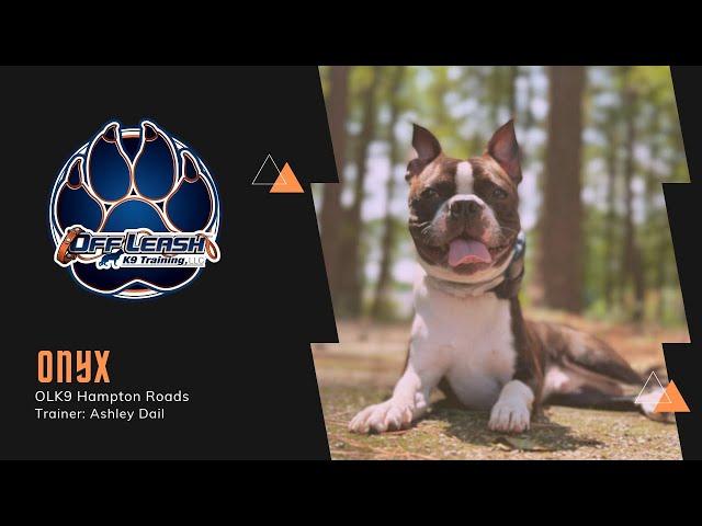 From Wild to Well Behaved! | Boston Terrier | Off Leash K9 Training Hampton Roads