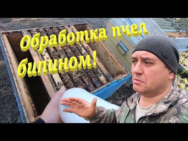  Обработка ПЧЕЛ БИПИНОМ от клеща! Очень просто и подробно! #пчеловодство1