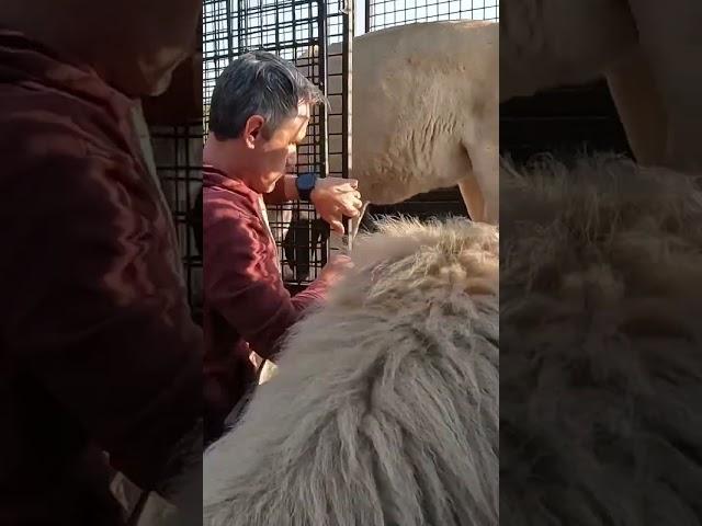 Amazing lion video #ytshorts #viral#yt #shorts #adventure