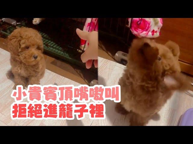 訓練狗狗進籠裡！小貴賓犬奶音狂頂嘴｜寵物動物｜貴賓狗