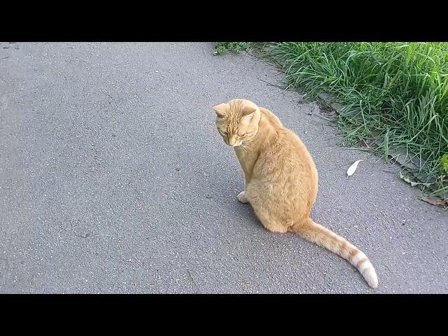 Рыжий кот - полосатый хвост 