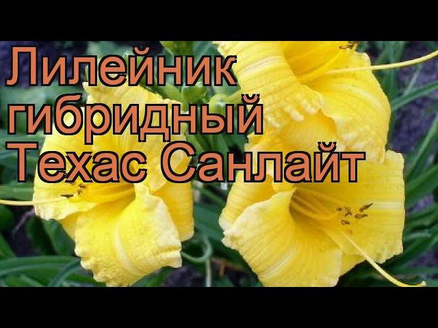 Лилейник гибридный Техас Санлайт (hemerocallis)  обзор: как сажать, рассада лилейника Техас Санлайт