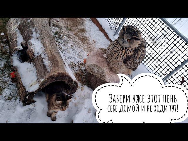 New tawny owls settle in the aviary. Moroshka cat checks what morning the owl Yoll has:it was good!