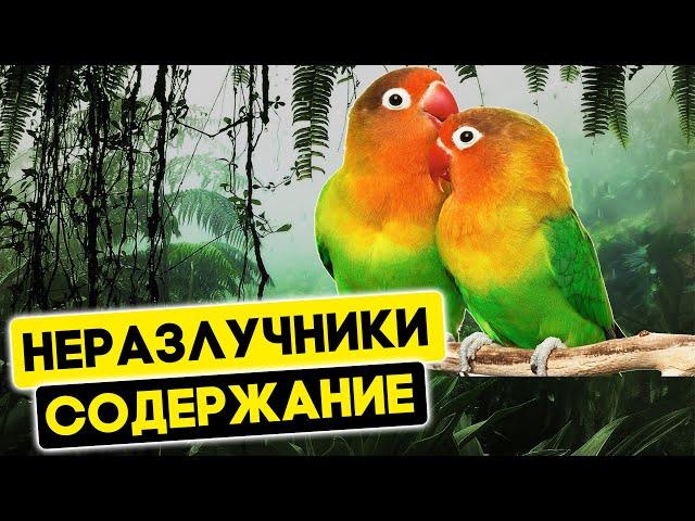 Попугаи неразлучники - уход и содержание. Как содержать неразлучников в домашних условиях
