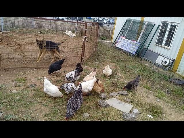 Alman kurdunu tınlamayan aşırı rahat tavuklar