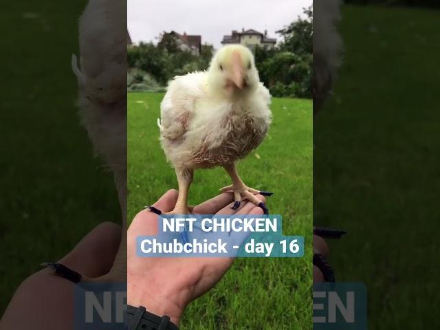 NFT Chicken - Chubchick. Day 16