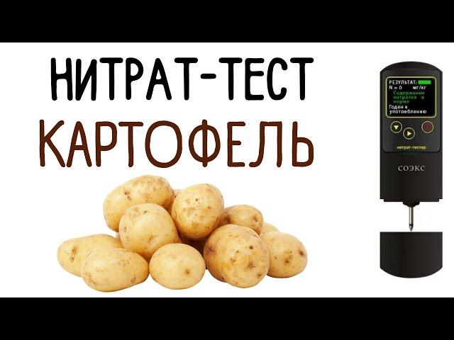 Проверяю картофель на нитраты.