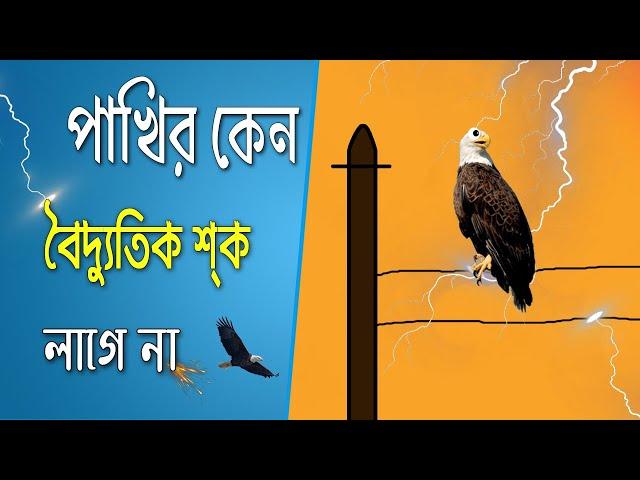 Why birds don't get shock on transmission lines? পাখিদের বৈদ্যুতিক শক লাগে না কেন ?