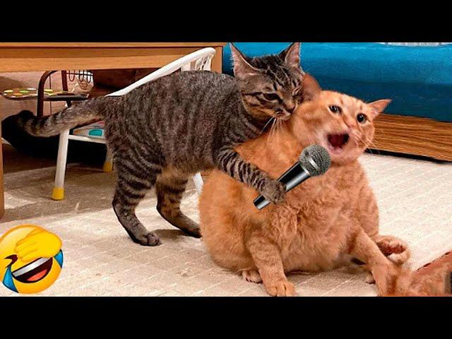 Funny Dogs And Cats Videos 2024  - Best Funniest Animal Videos Of The week #1559