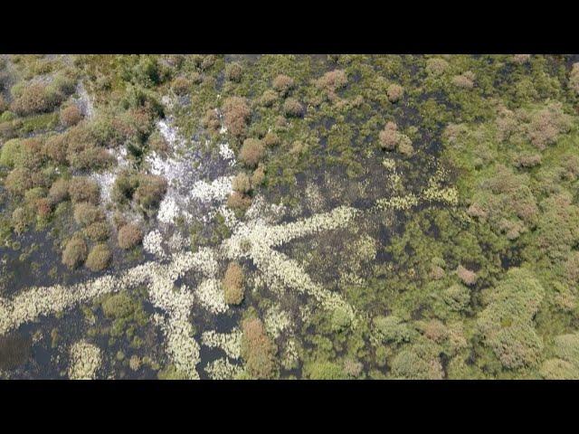Wetlands: Carbon sinks in peril • FRANCE 24 English