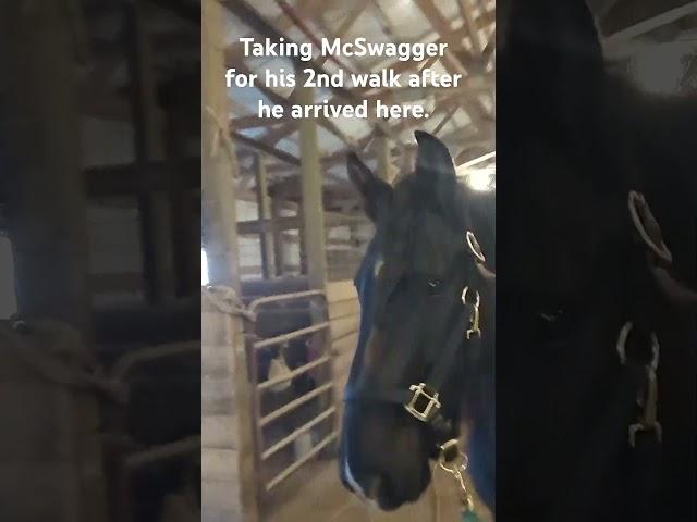 the second time that McSwagger has been caught and led since arriving to this barn