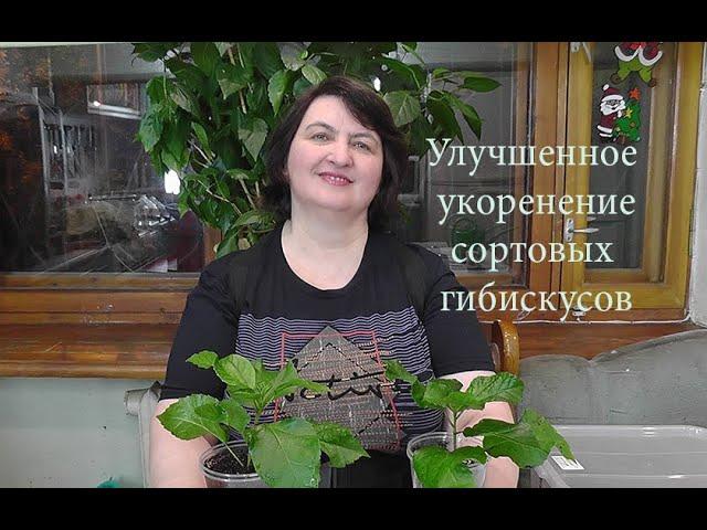 Улучшенное укоренение сортовых гибискусов от Ольги Пряниковой