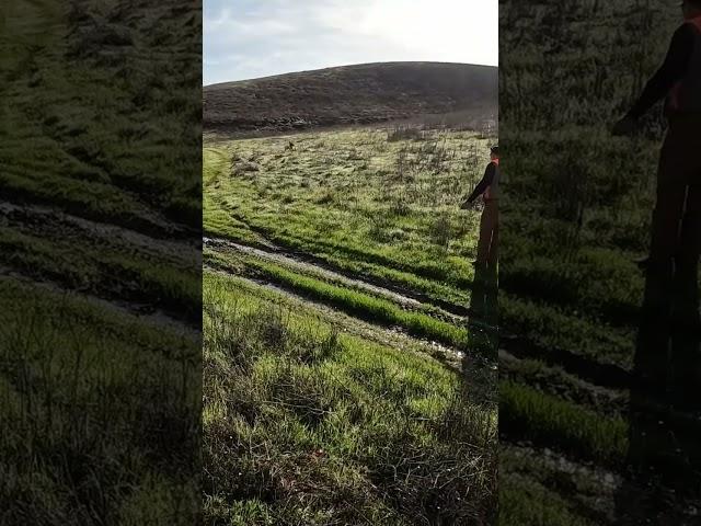 Stella makes a retrieve from over the ridge! #chukarhunting #pointer #huntingdog #hunting