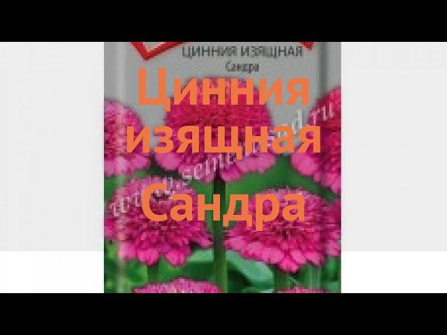 Цинния изящная Сандра (sandra)  изящная цинния Сандра обзор: как сажать, семена циннии Сандра