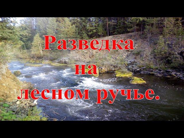 На золотой лесной ручей.