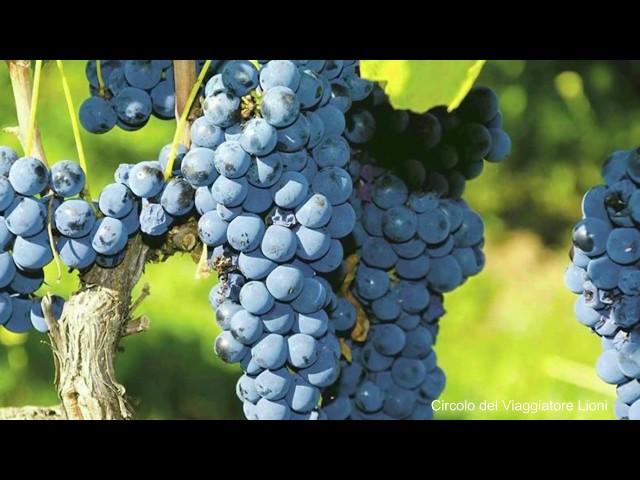 IRPINIA TERRA DI GRANDI VINI - viaggio nell'eccellenza vitivinocola della provincia di Avellino -