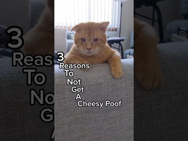 3 Reasons to NOT get a Cheesy Poof  #catvideo #mycat #kittycat #shortsclip #cute #youtubeshorts