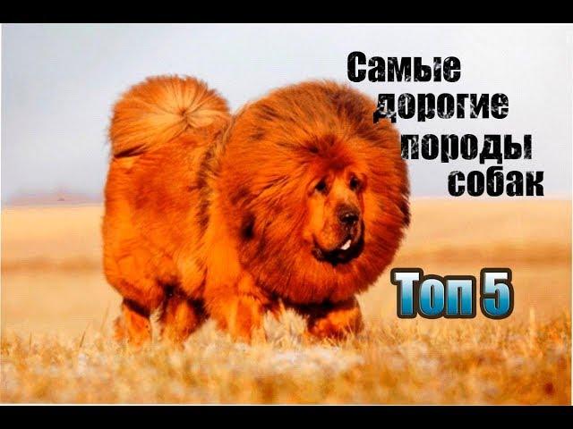 САМЫЕ ДОРОГИЕ ПОРОДЫ СОБАК  ТОП 5