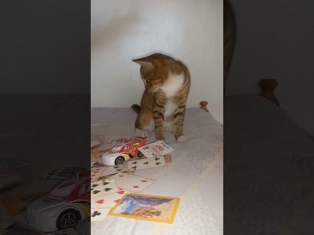Monty Fascinated by Playing Cards Rain | Monty the Cat 